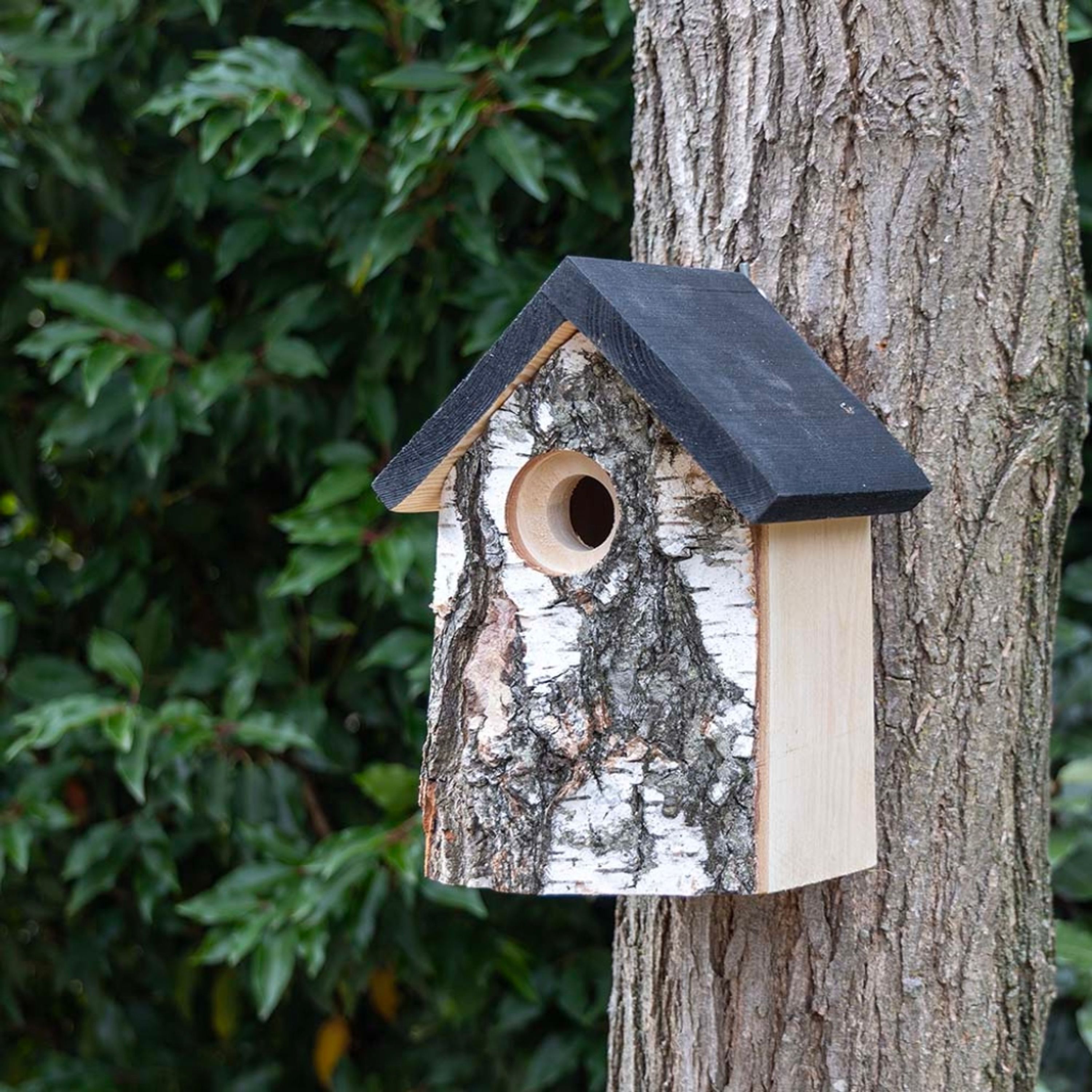 Birken-Nistkasten „Kingston“ 32 mm | Vogelhaus Birkenholz | CJ Wildlife